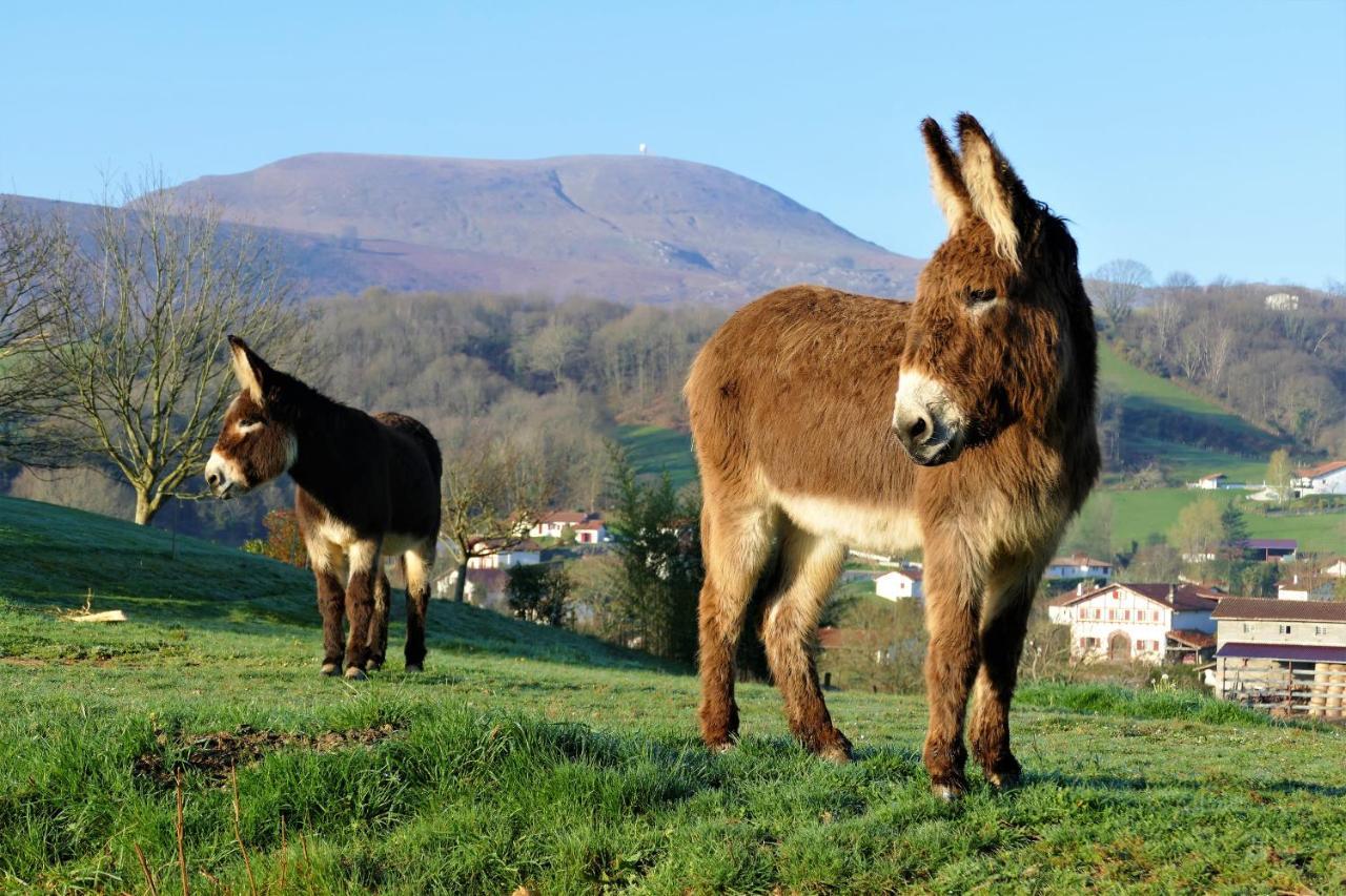 Baskoparadis I Eco-gites I Calme I Vue I Anes I Jardin I Montagne I Nature Louhossoa