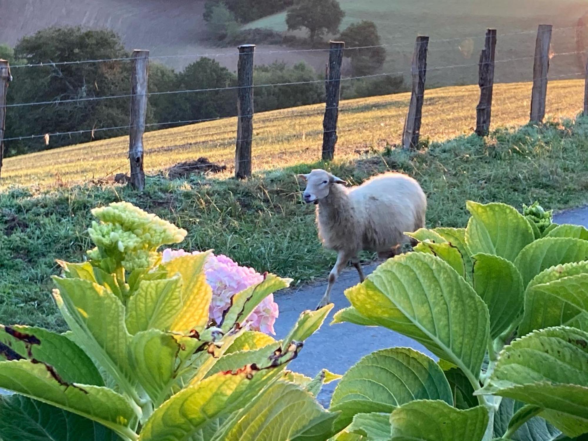 Baskoparadis I Eco-gites I Calme I Vue I Anes I Jardin I Montagne I Nature * Louhossoa